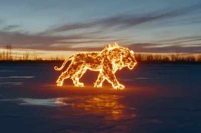Fiery Lion Walking Across Frozen Snowy Landscape