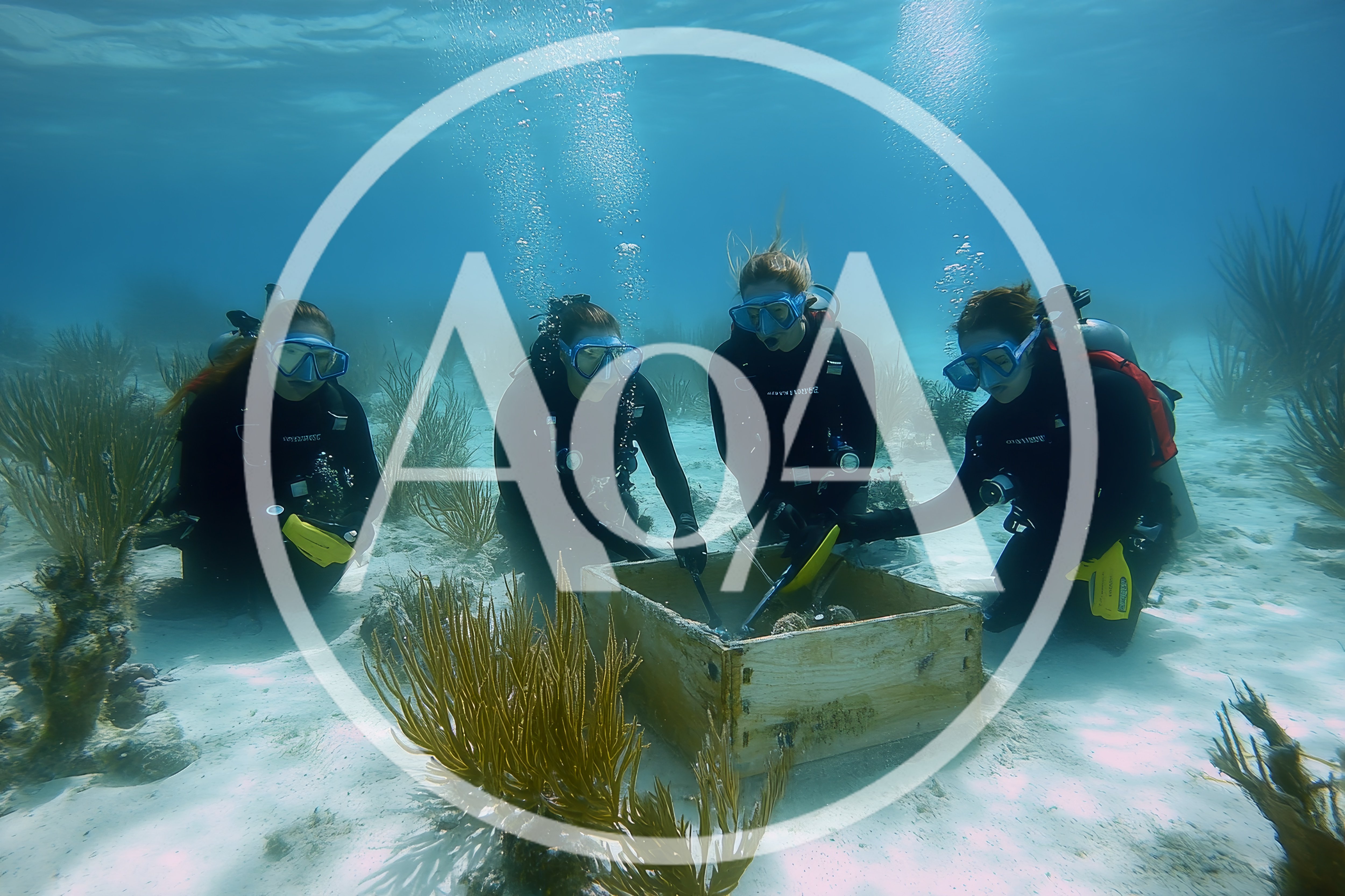 Scuba Divers Working With Coral Restoration Nursery