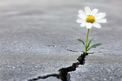 Single White Daisy Growing Through Cracked Concrete Pavement