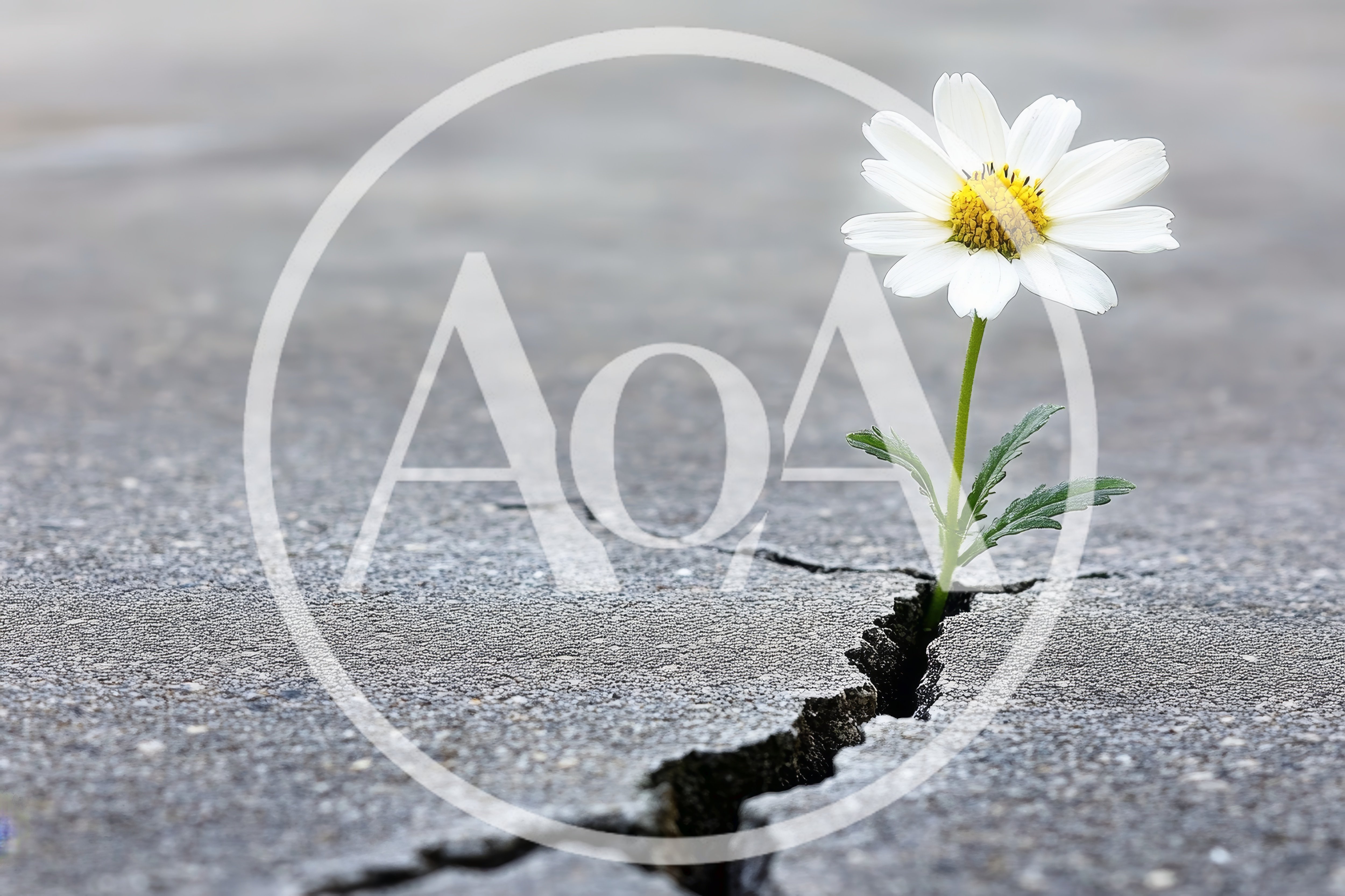Single White Daisy Growing Through Cracked Concrete Pavement