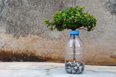 Small Bonsai Tree Growing Inside A Plastic Bottle