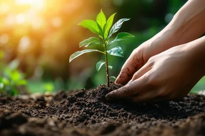 Hands Planting A Small Green Seedling In Soil