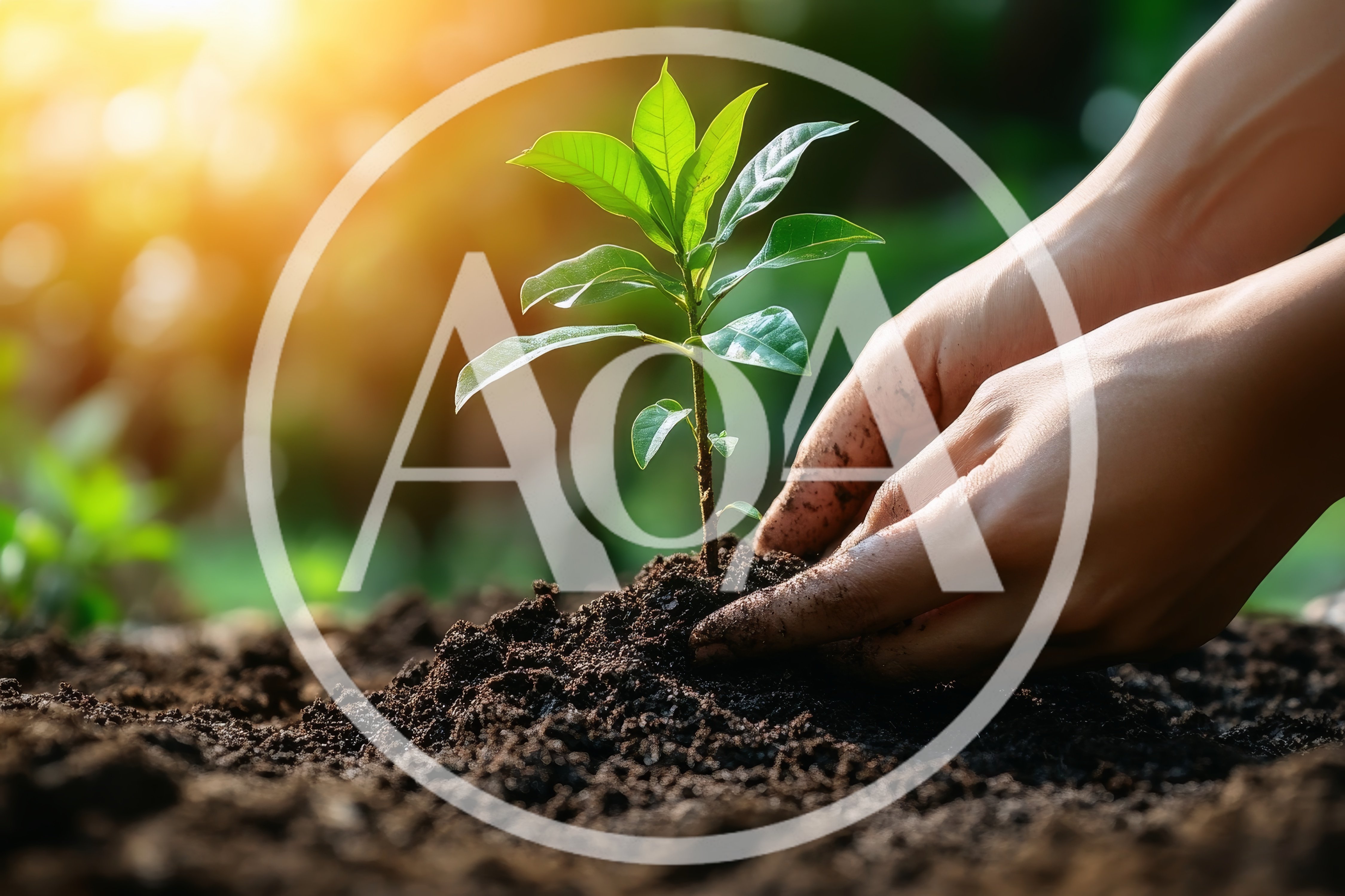 Hands Planting A Small Green Seedling In Soil