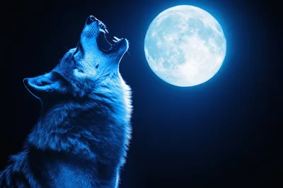 Wolf Howling At A Full Moon In Blue Light