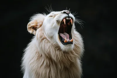 Majestic White Lion Roaring Against A Dark Background