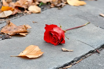 Single Red Rose Lying On A Concrete Sidewalk
