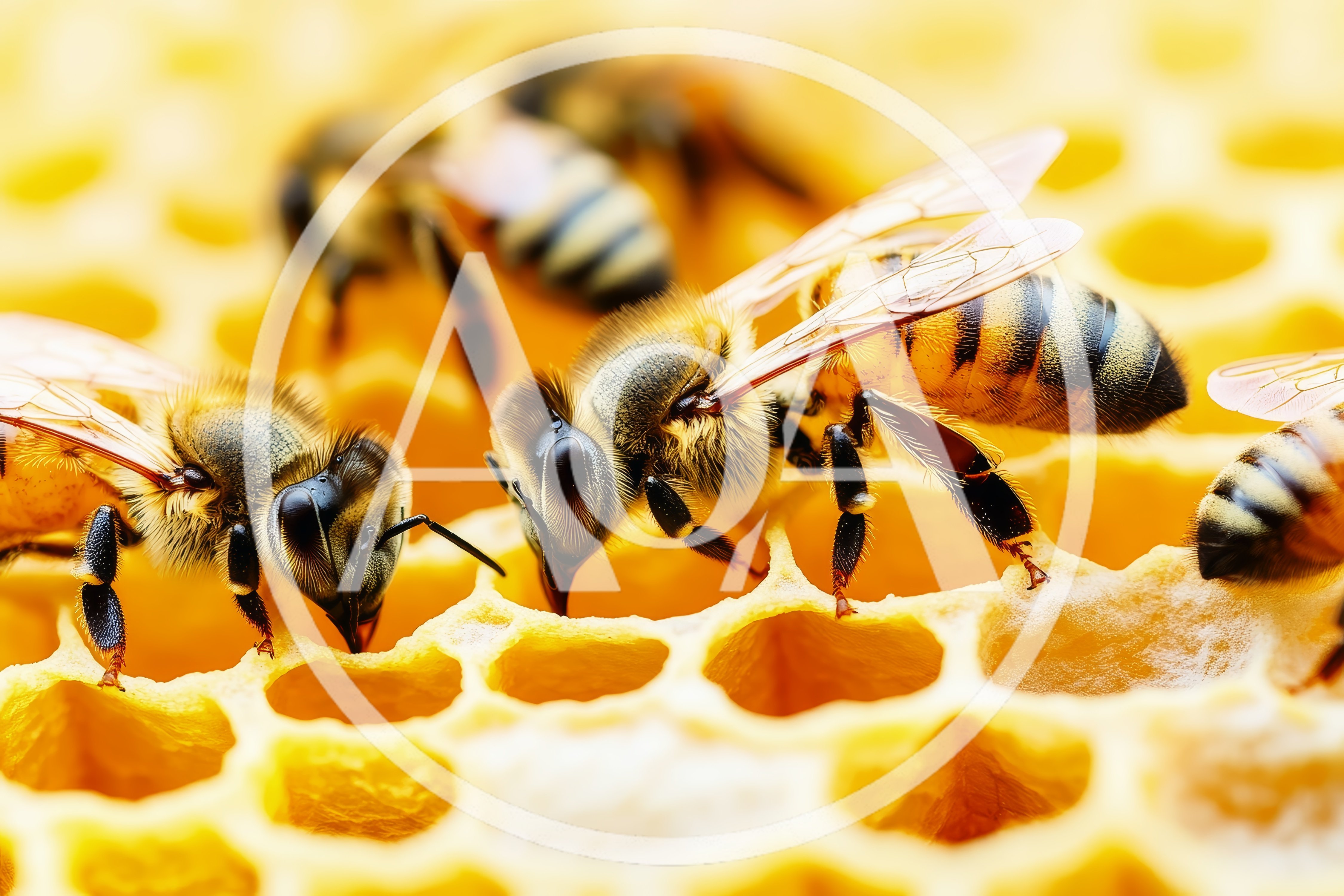 Honey Bees Working on a Yellow Honeycomb