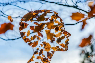 Conceptual Human Head Silhouette Formed By Autumn Leaves