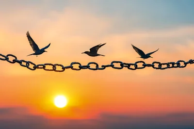 Three Birds Flying Above A Metal Chain At Sunset