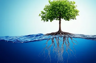 Tree Growing Out Of Water With Visible Roots