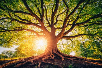 Majestic Ancient Oak Tree With Sunburst