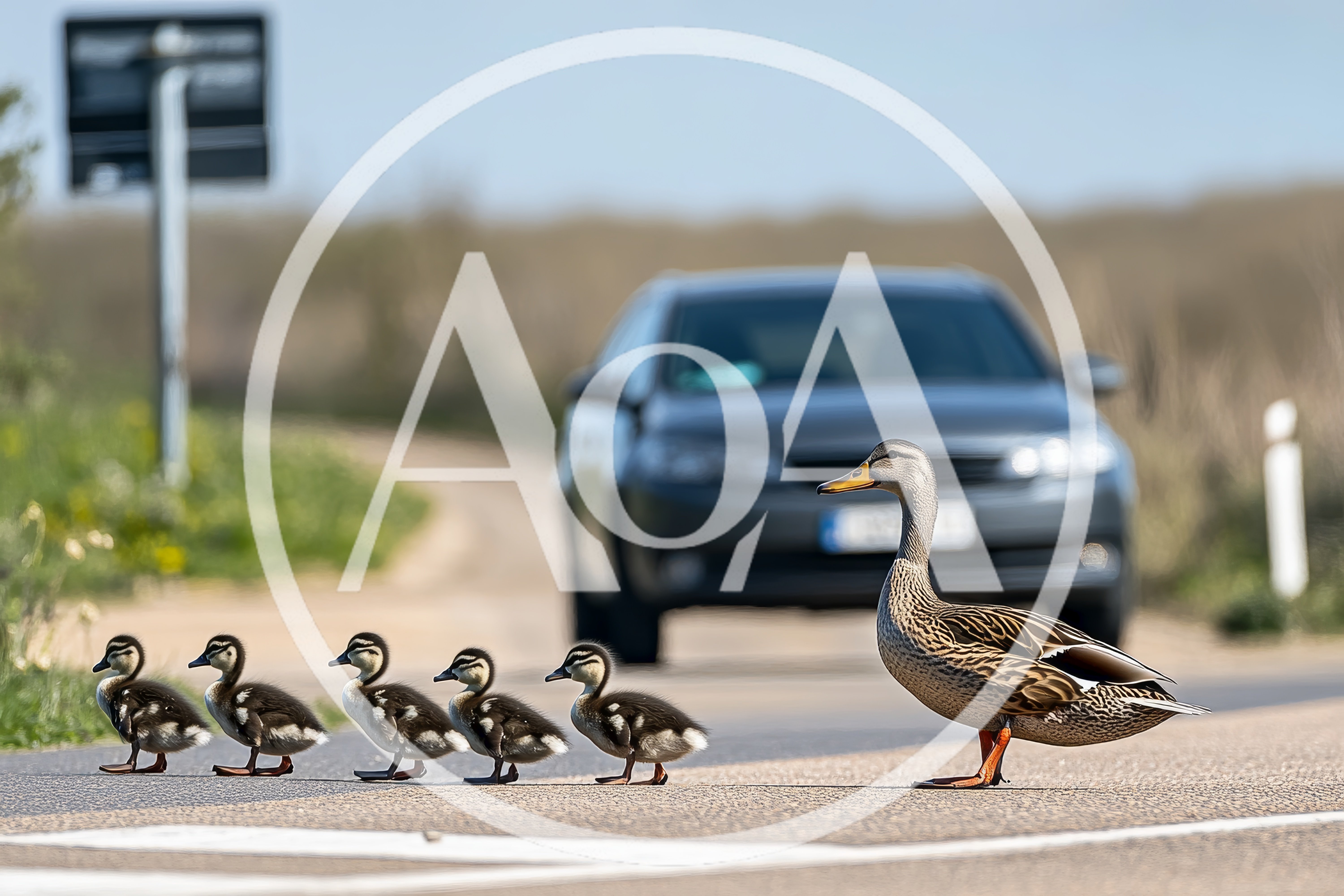 Mother Duck Leading Ducklings Across A Road