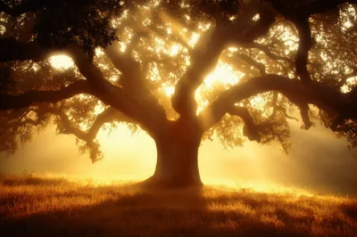 Majestic Ancient Oak Tree in Golden Morning Mist