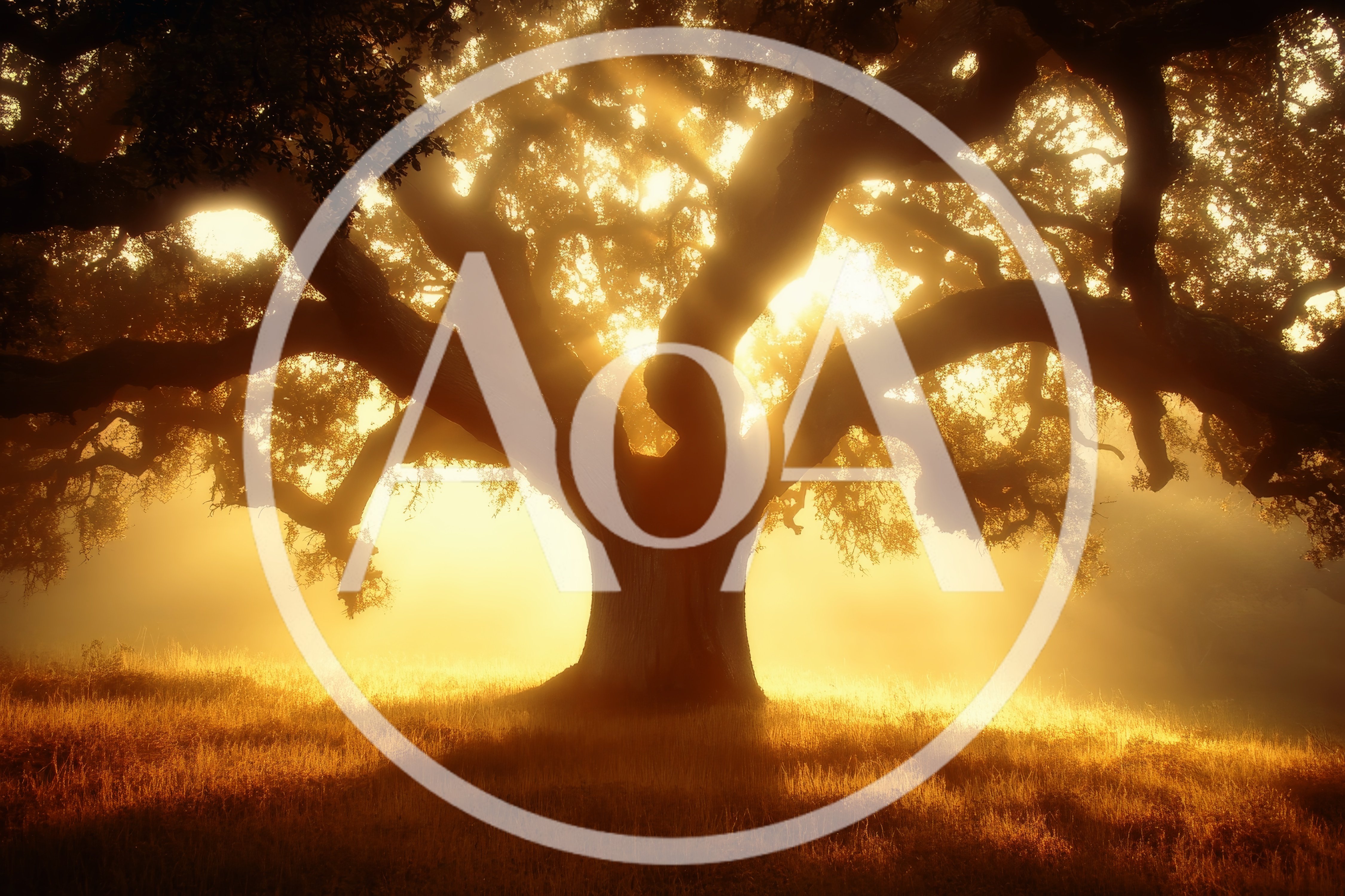 Majestic Ancient Oak Tree in Golden Morning Mist