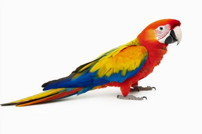 Scarlet Macaw Parrot Standing on White Background