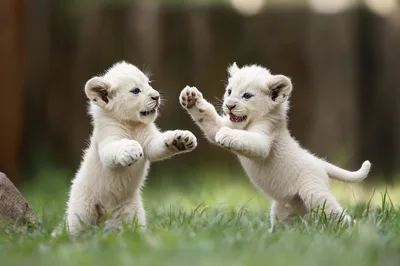 Two Playful White Lion Cubs Wrestling In Grass