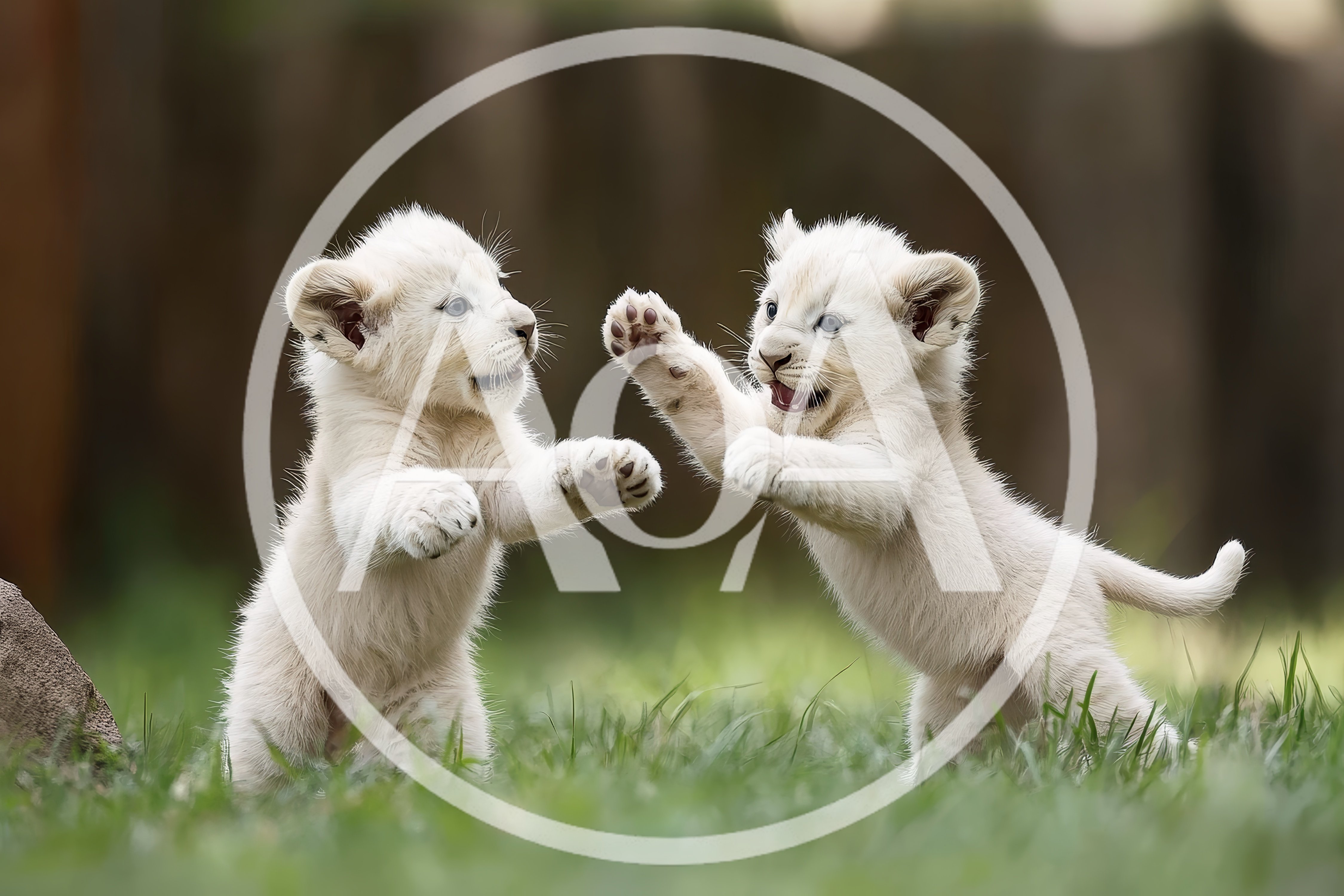 Two Playful White Lion Cubs Wrestling In Grass