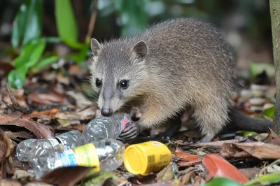 Crab-Eating Raccoon Foraging Among Plastic Trash In Forest