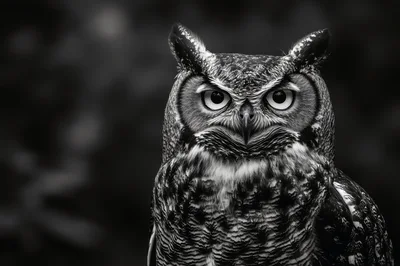 Portrait of a Great Horned Owl