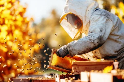 Beekeeper Inspecting Honeycomb Frame In Apiary
