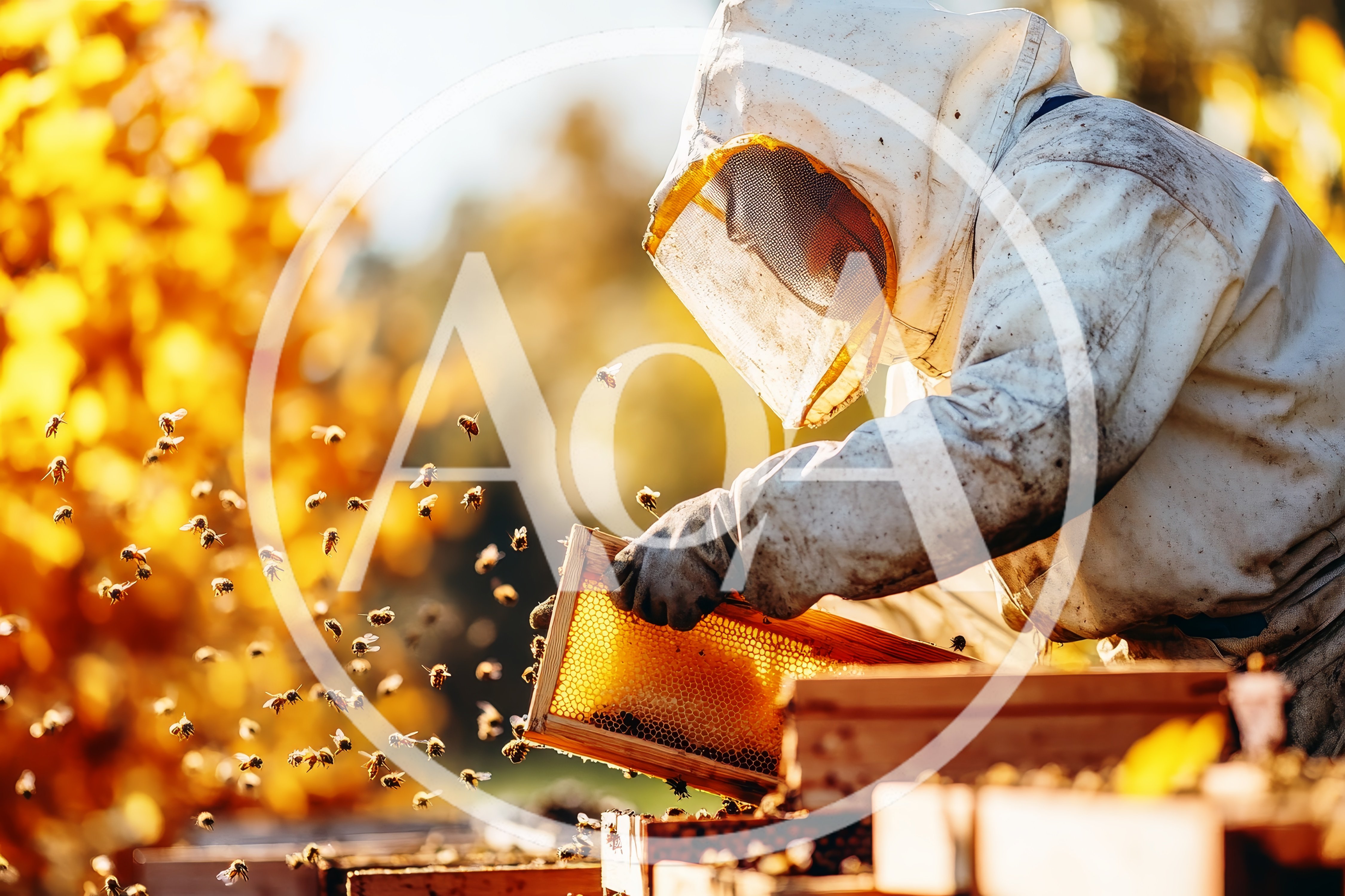 Beekeeper Inspecting Honeycomb Frame In Apiary