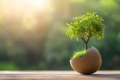 Small Tree Growing From A Cracked Eggshell