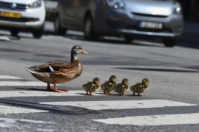 Mother Duck Crossing Street With Four Ducklings
