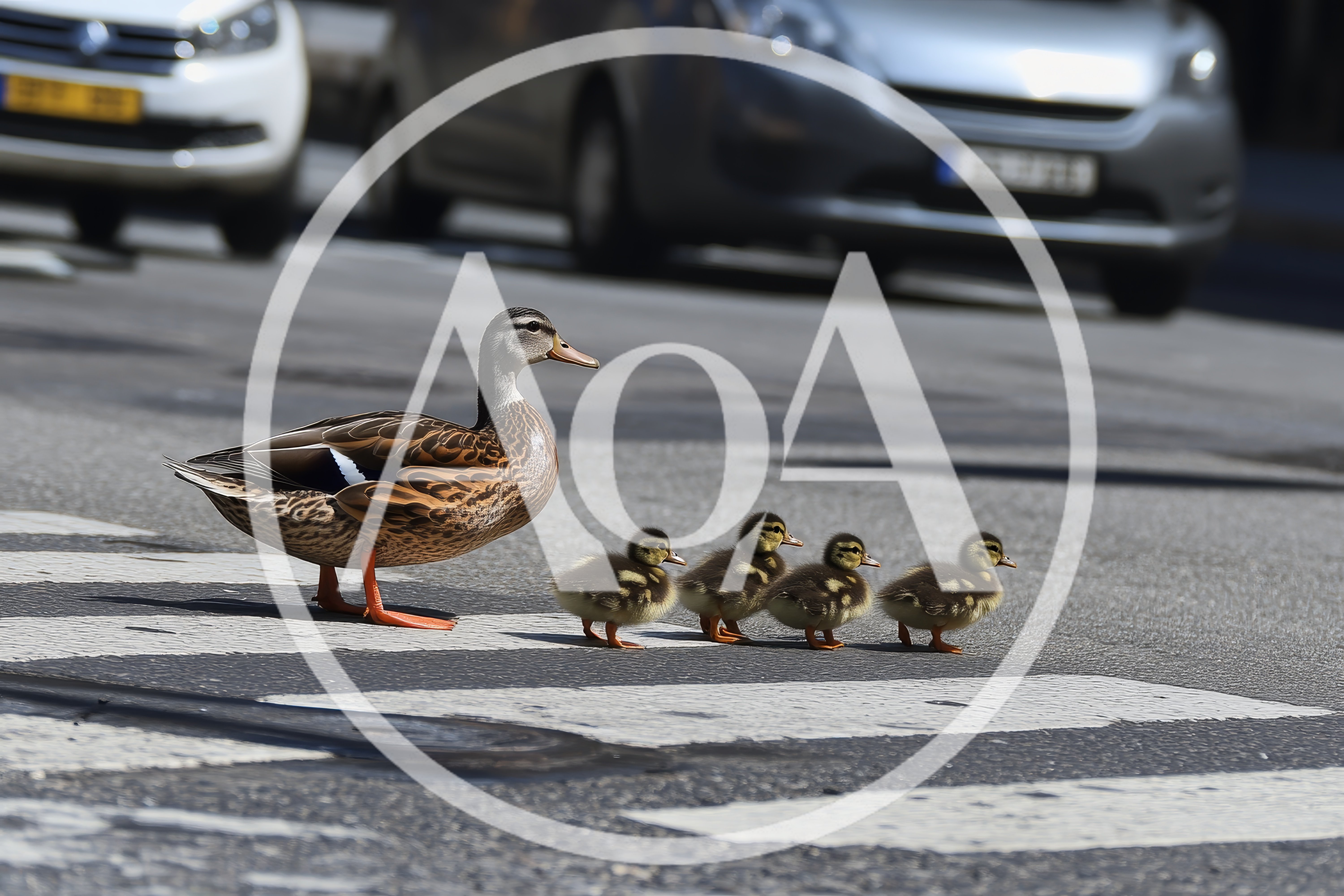 Mother Duck Crossing Street With Four Ducklings