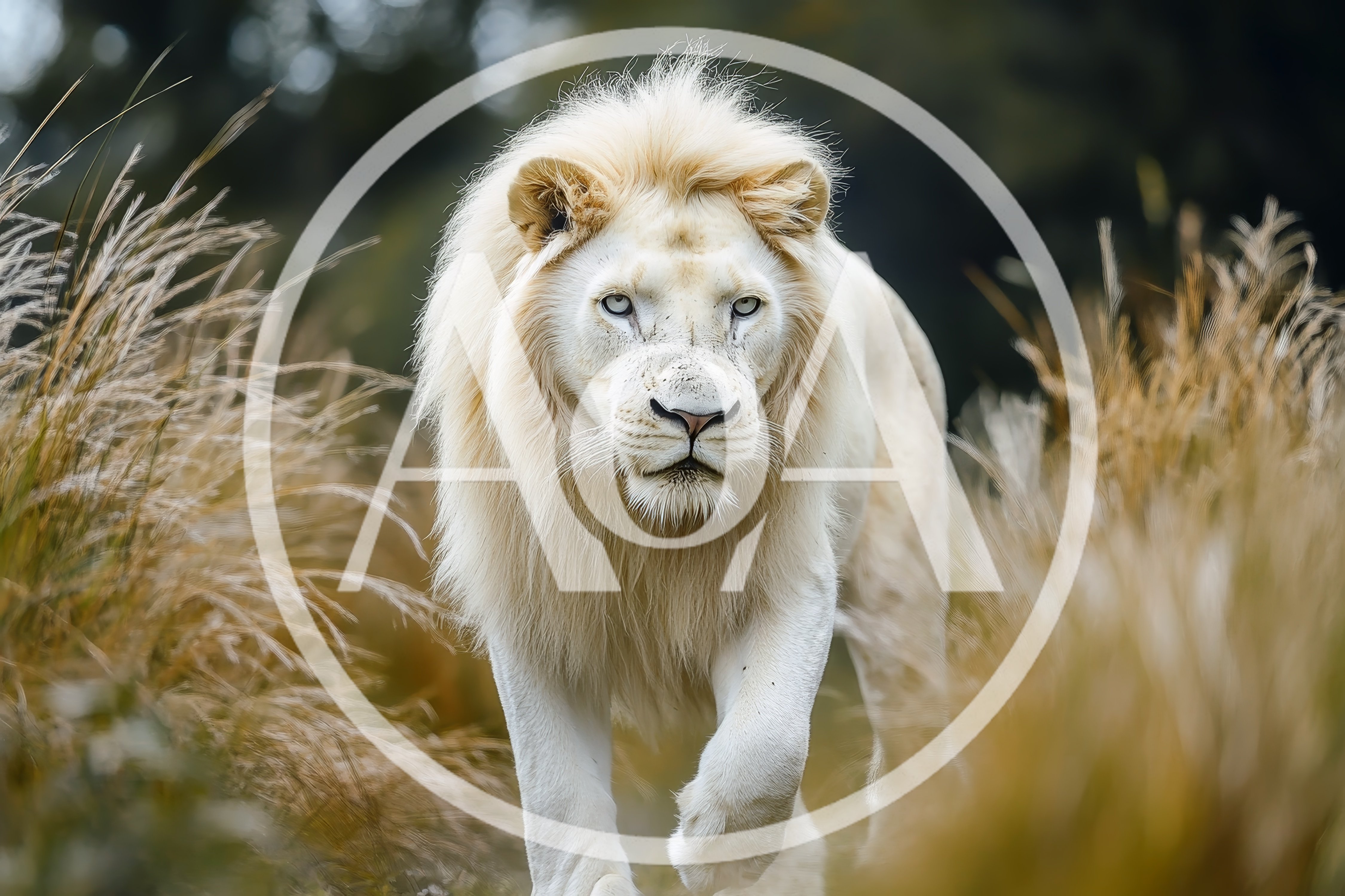 Majestic White Lion Walking Through Tall Grass