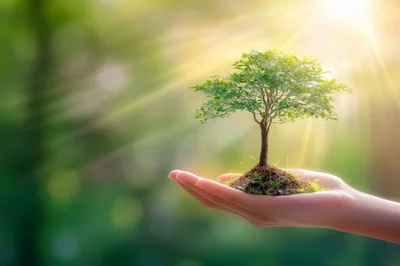 Hand Holding A Small Tree With Sunlight