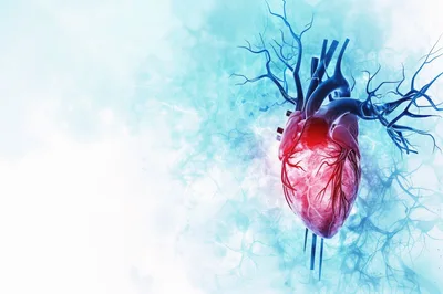 3D Medical Illustration of Human Heart Anatomy