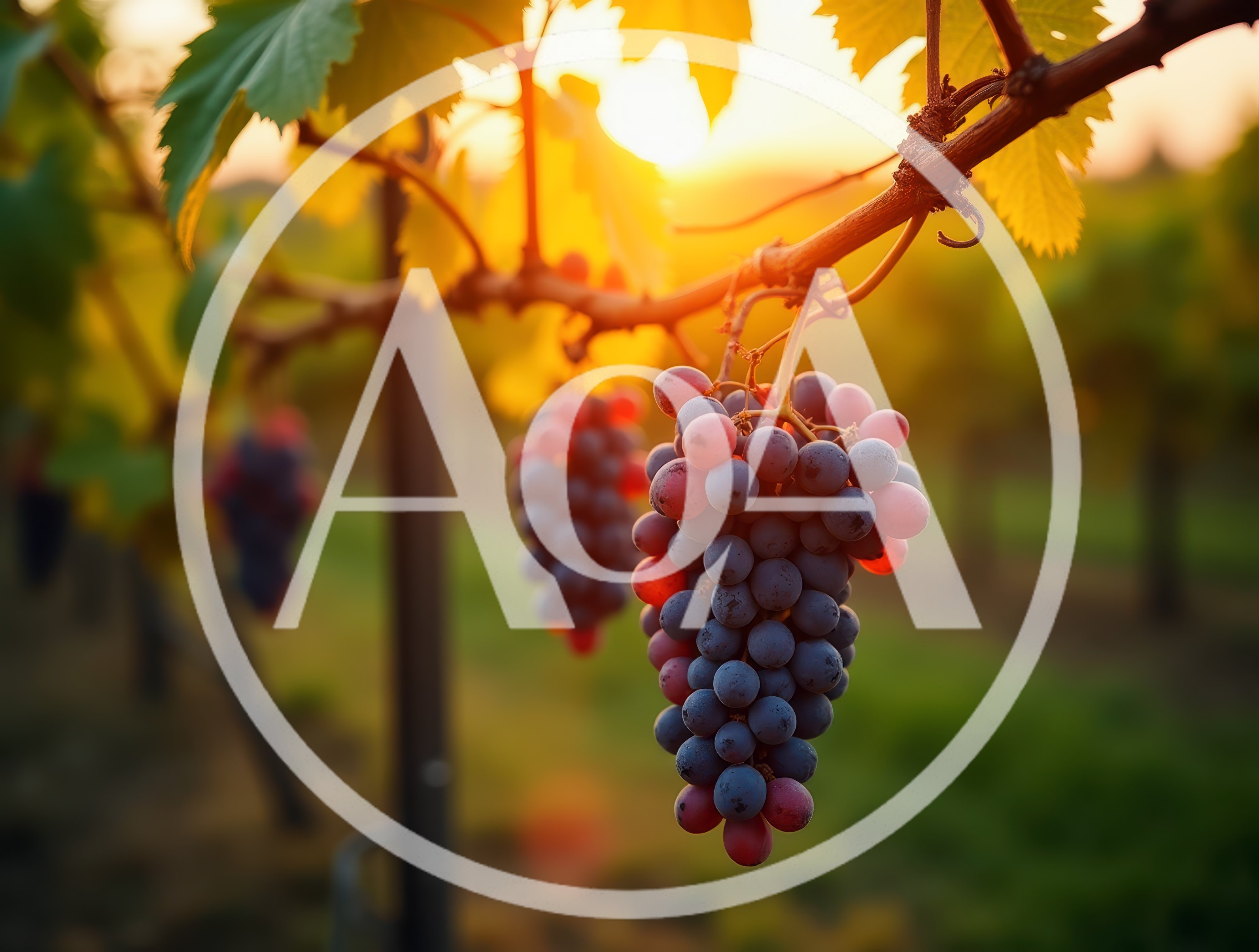 Clusters Of Ripe Red Grapes Hanging On Vine