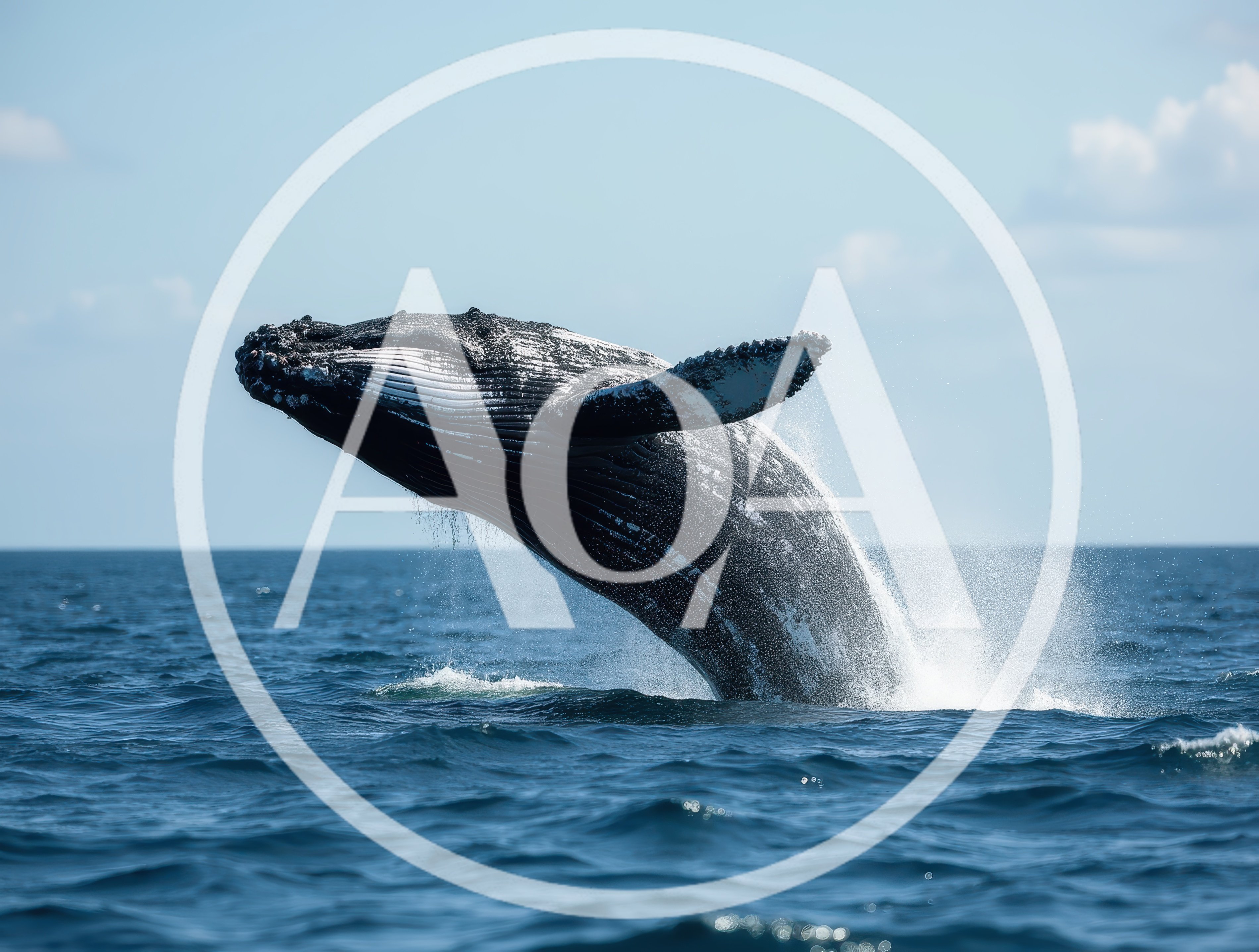 Humpback Whale Breaching Out Of The Ocean