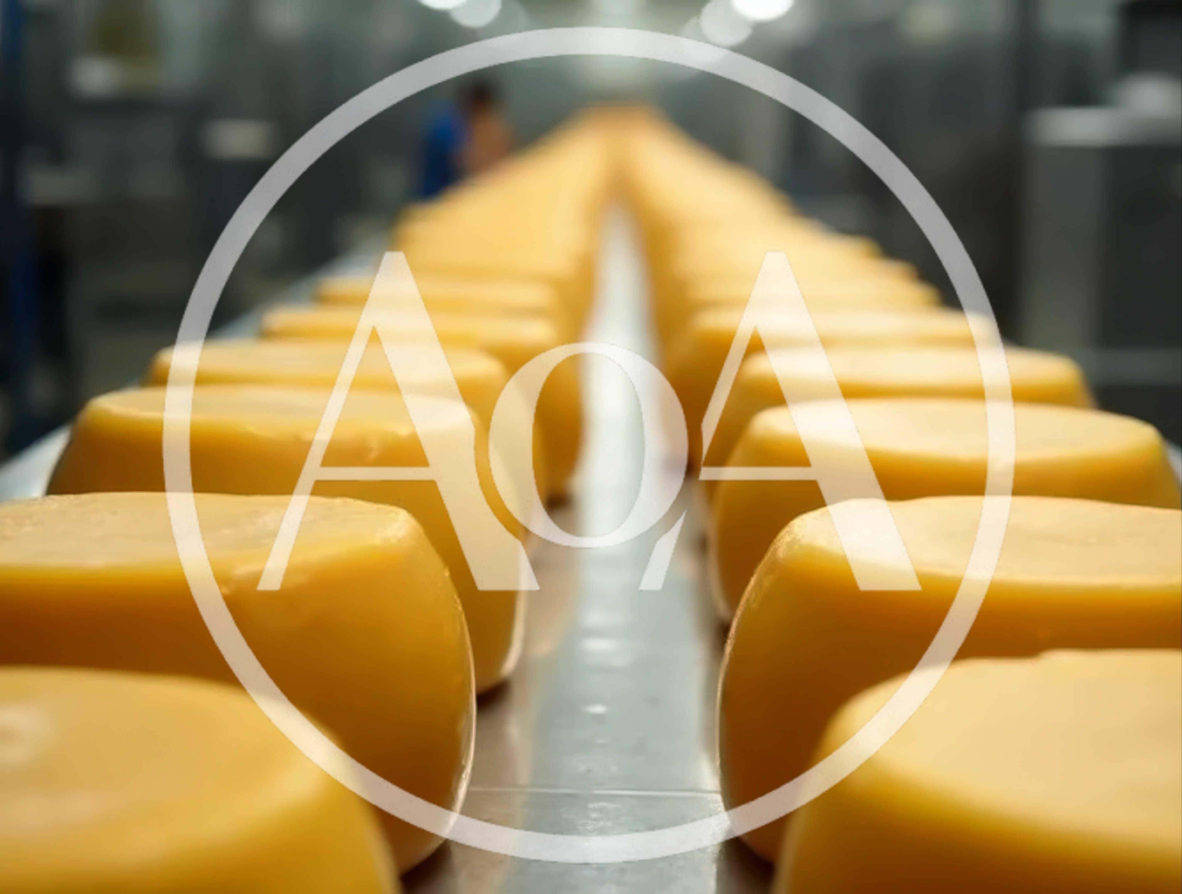 Rows Of Cheese Wheels On A Factory Conveyor Belt