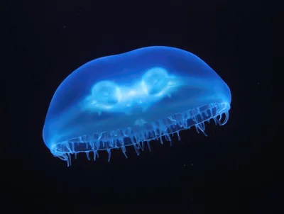 Glowing Blue Jellyfish Swimming In Dark Ocean Waters