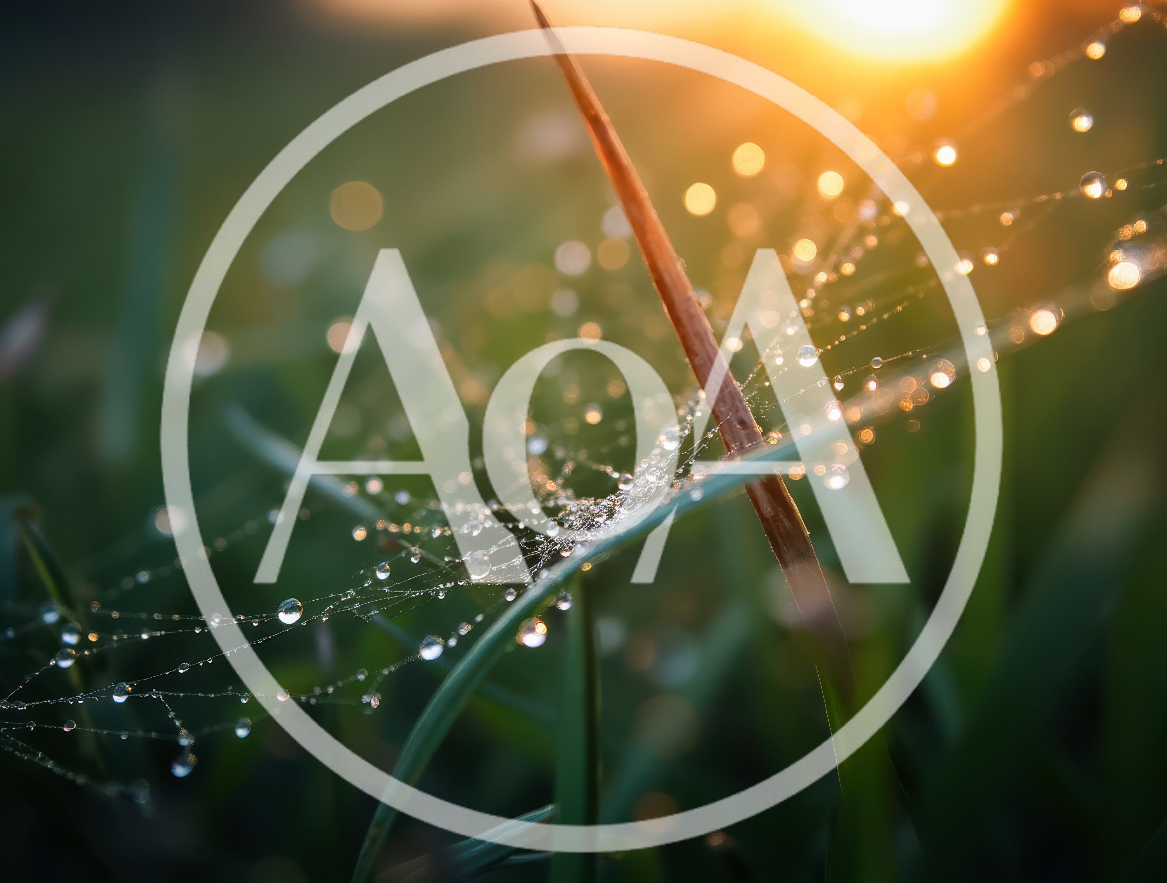 Dew Drops On A Spider Web At Sunrise