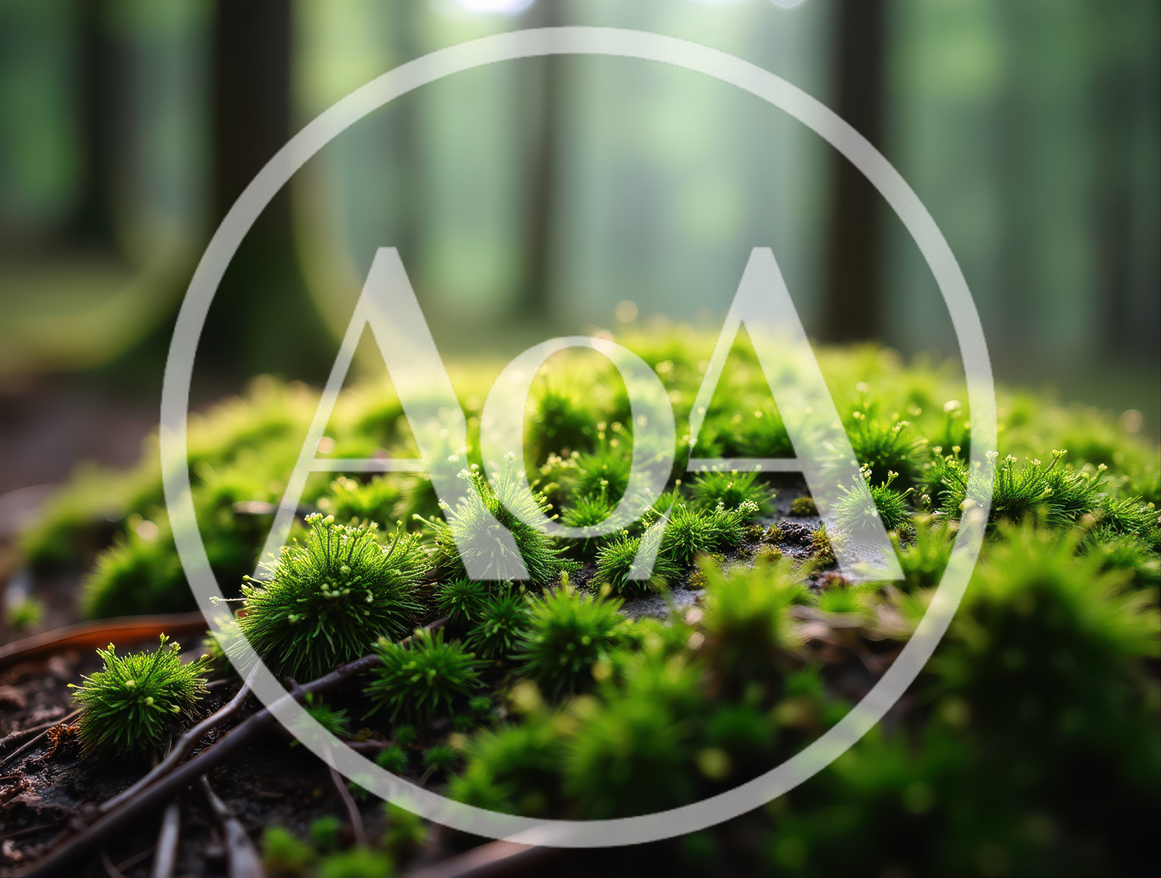 Lush Green Moss Growing On Forest Floor