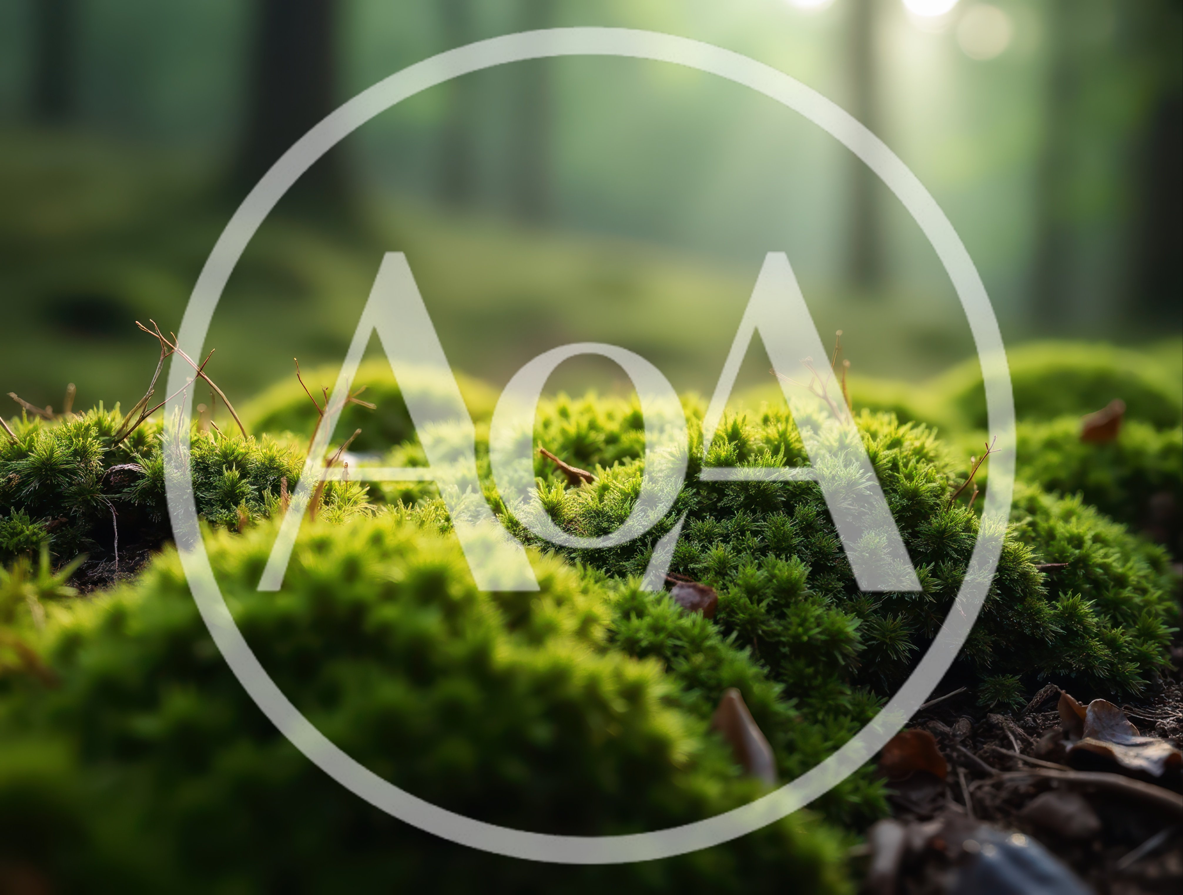 Lush Green Moss Growing On Forest Floor