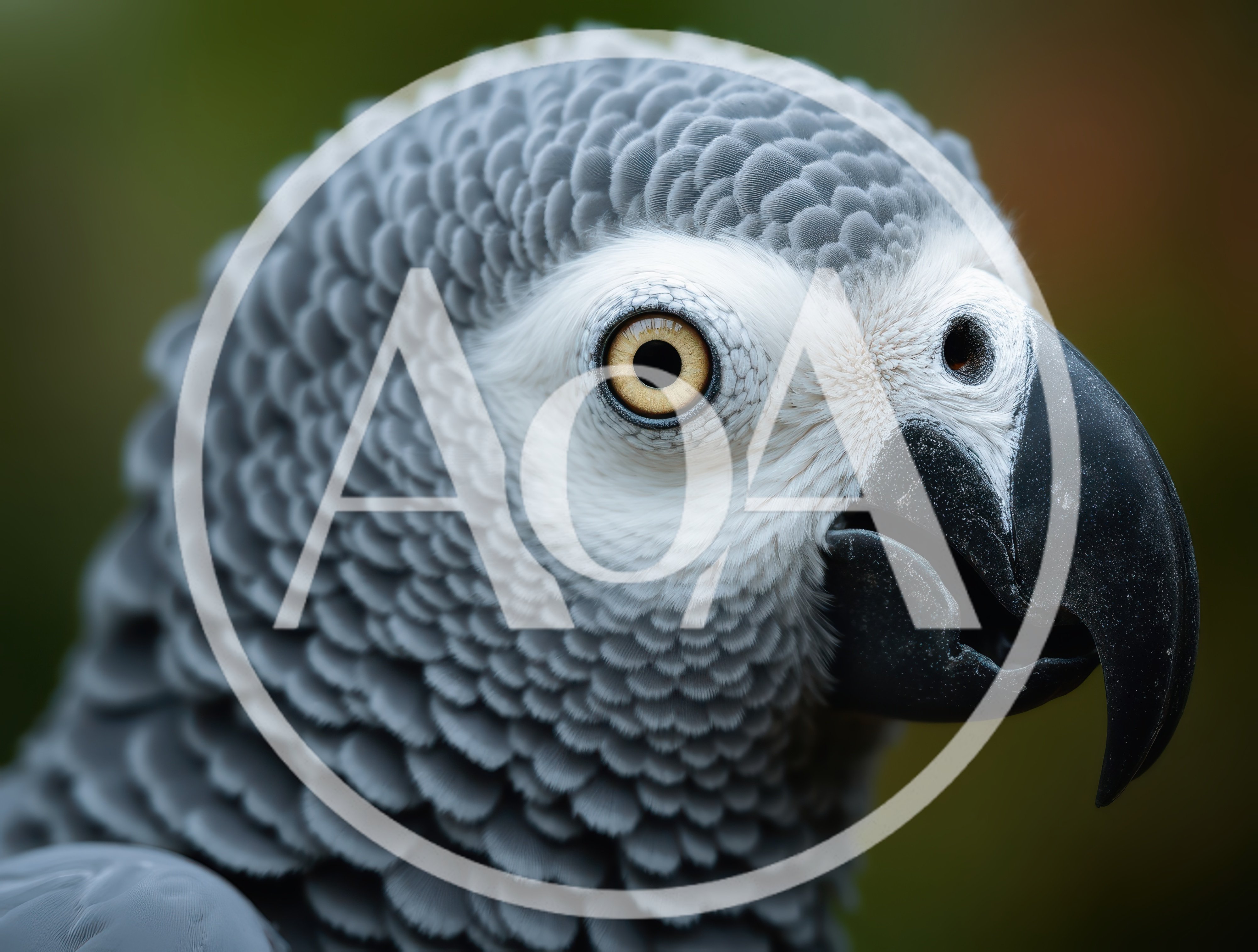 Close Up Portrait Of An African Grey Parrot