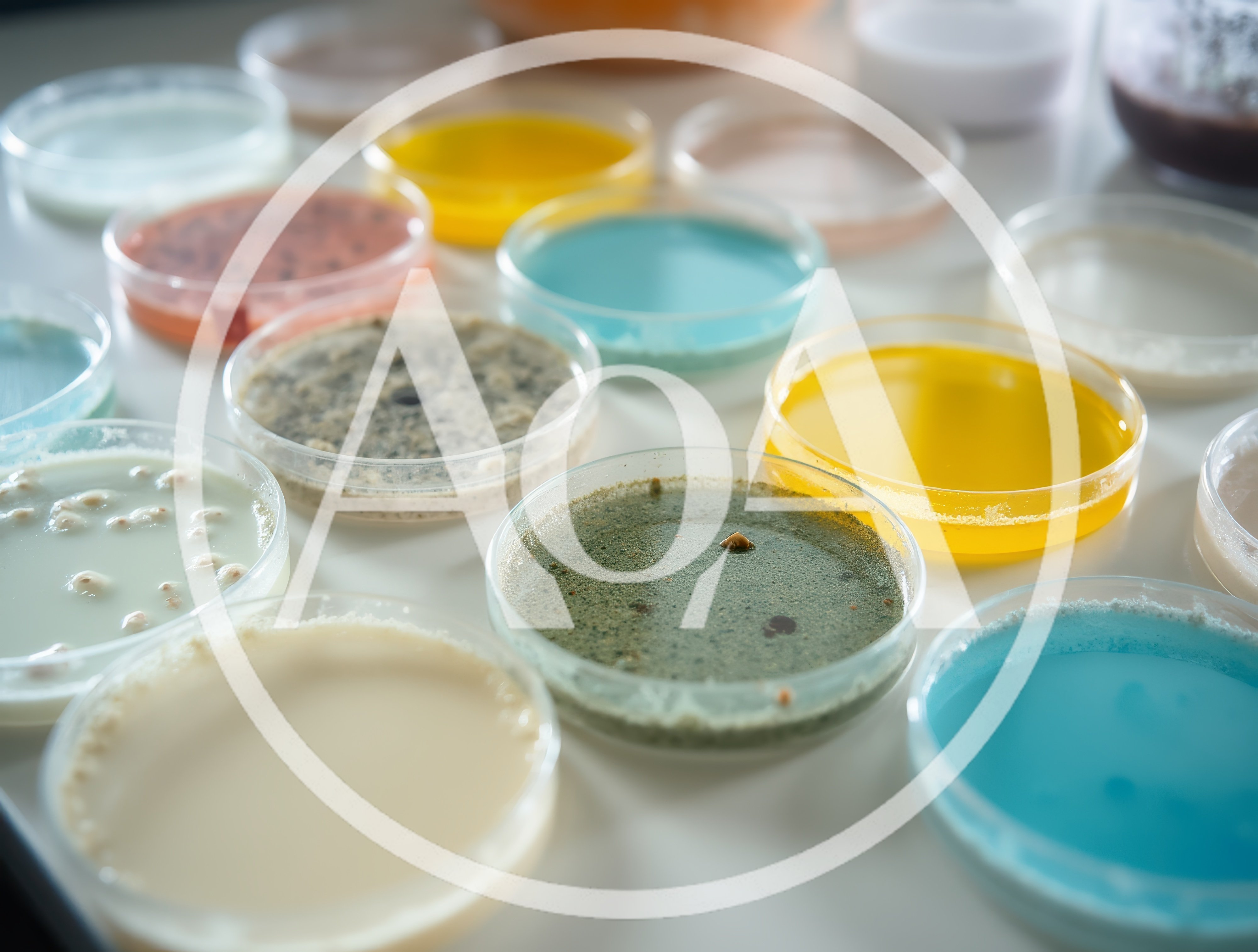 Laboratory Petri Dishes With Various Colorful Microbial Cultures