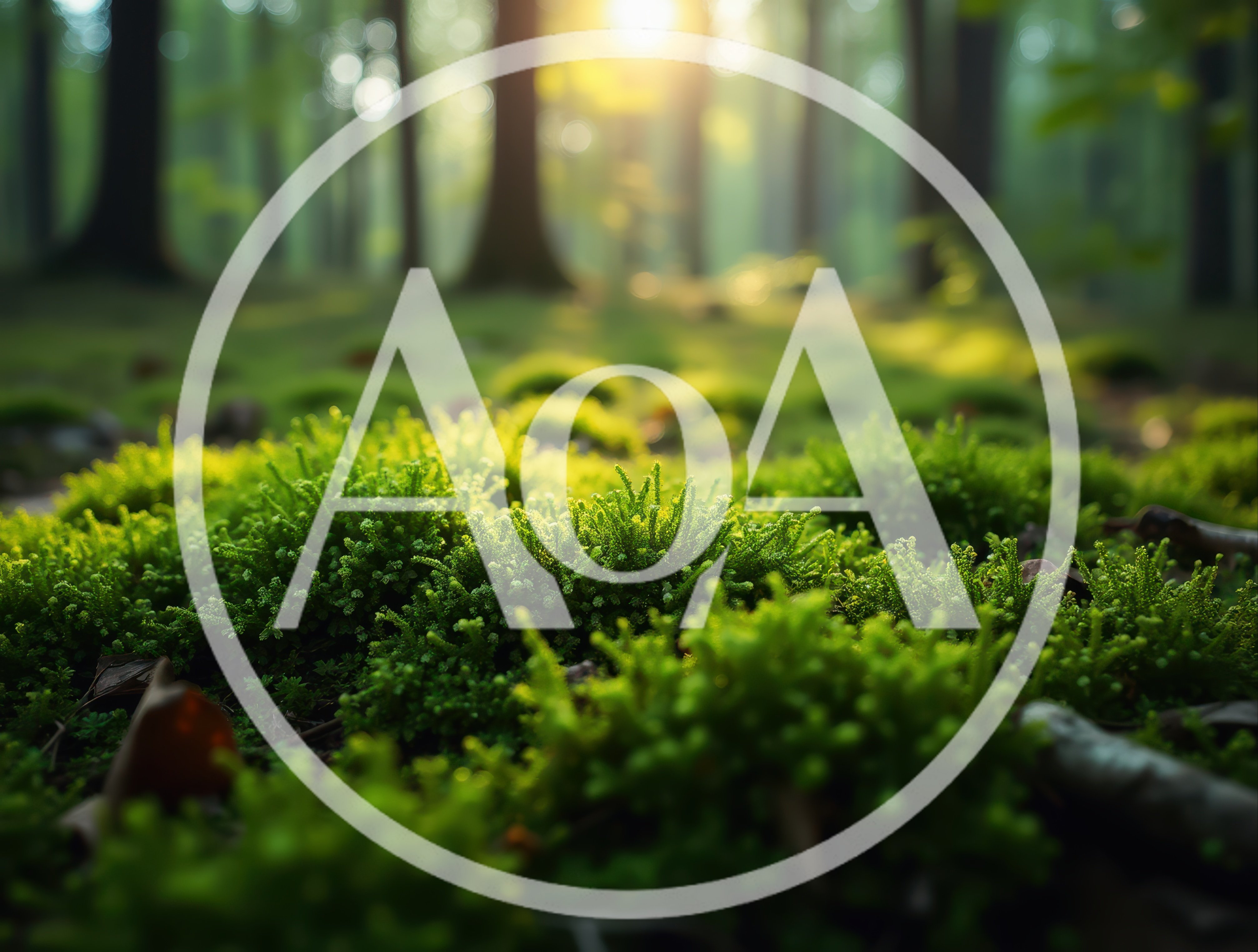 Lush Green Mossy Forest Floor With Sunlight