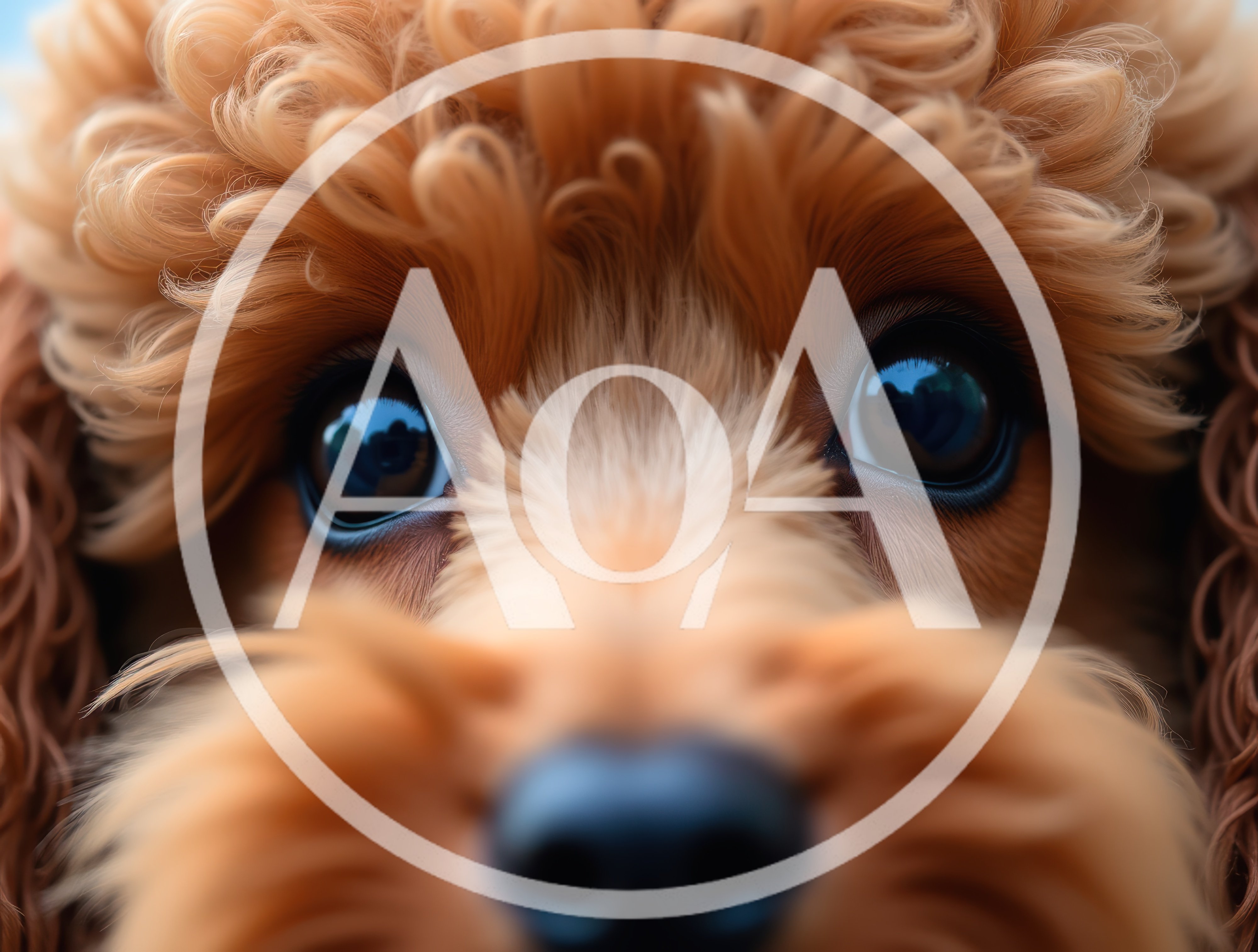 Close Up Portrait Of A Cute Curly Poodle