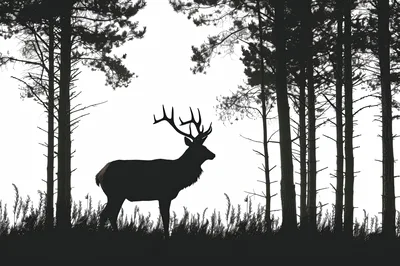 Silhouette Of A Majestic Elk In A Pine Forest