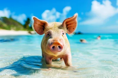 Cute Piglet Standing In Shallow Tropical Ocean Water