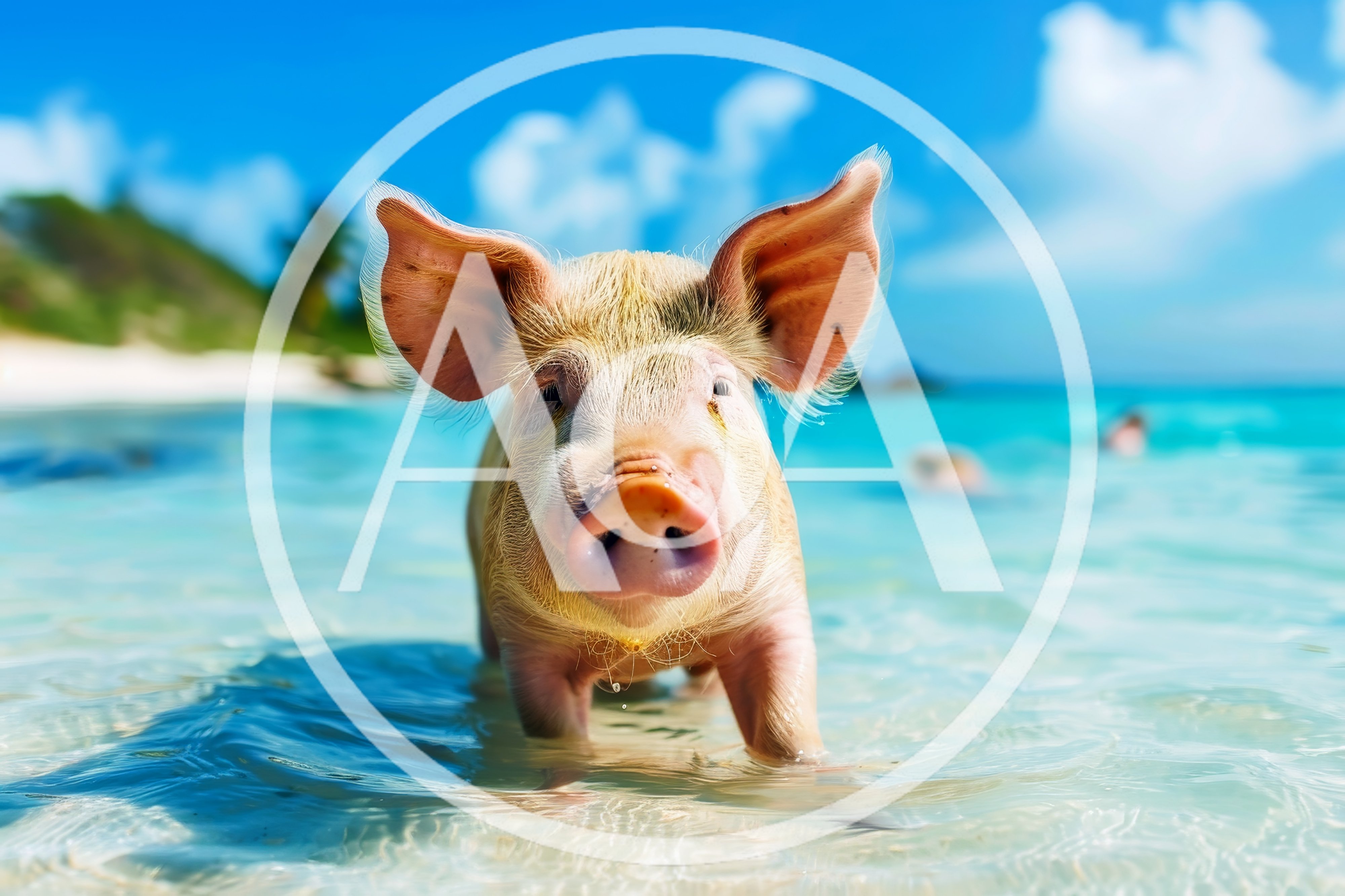 Cute Piglet Standing In Shallow Tropical Ocean Water