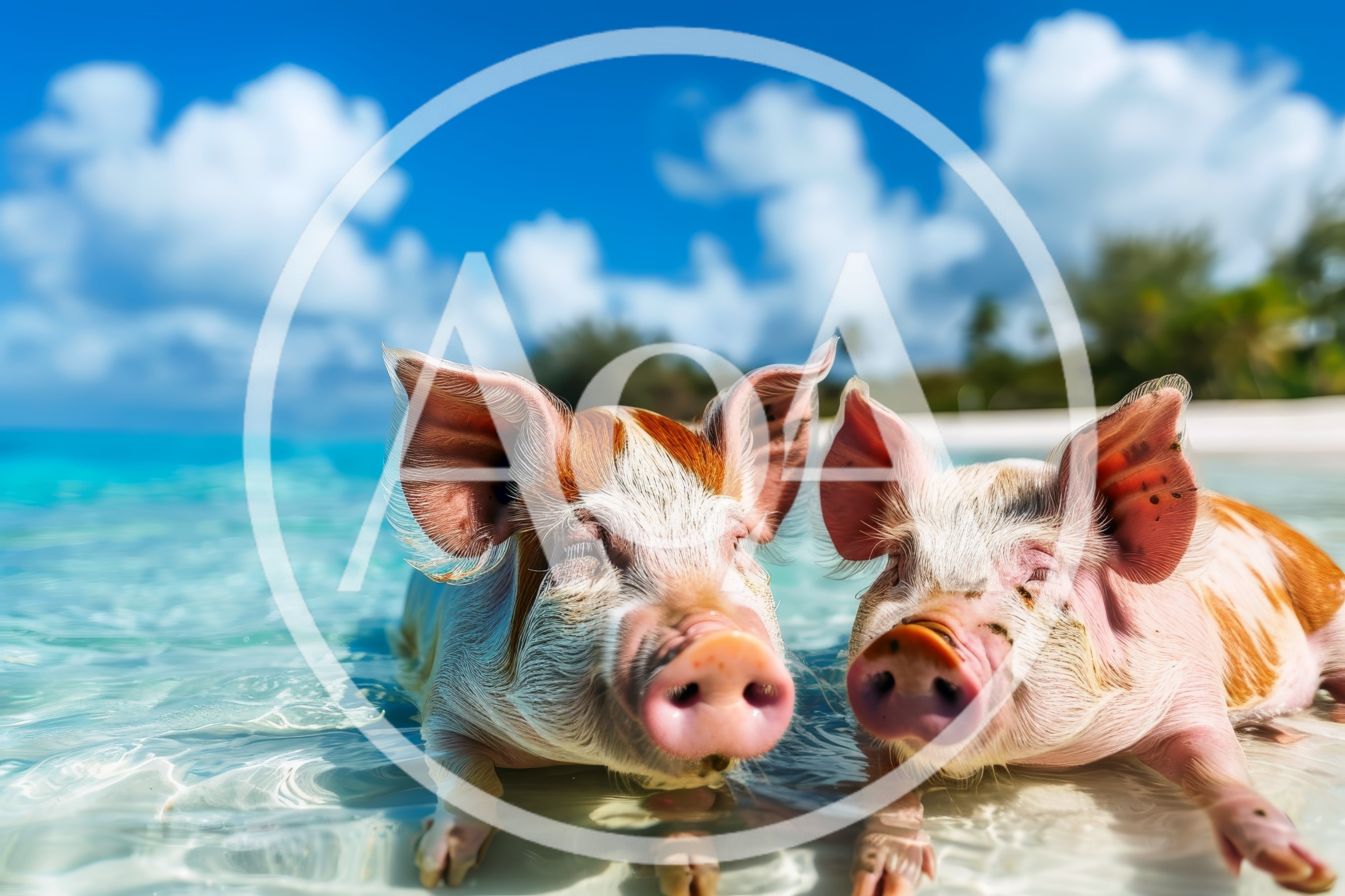 Two Cute Pigs Swimming In Tropical Ocean Water