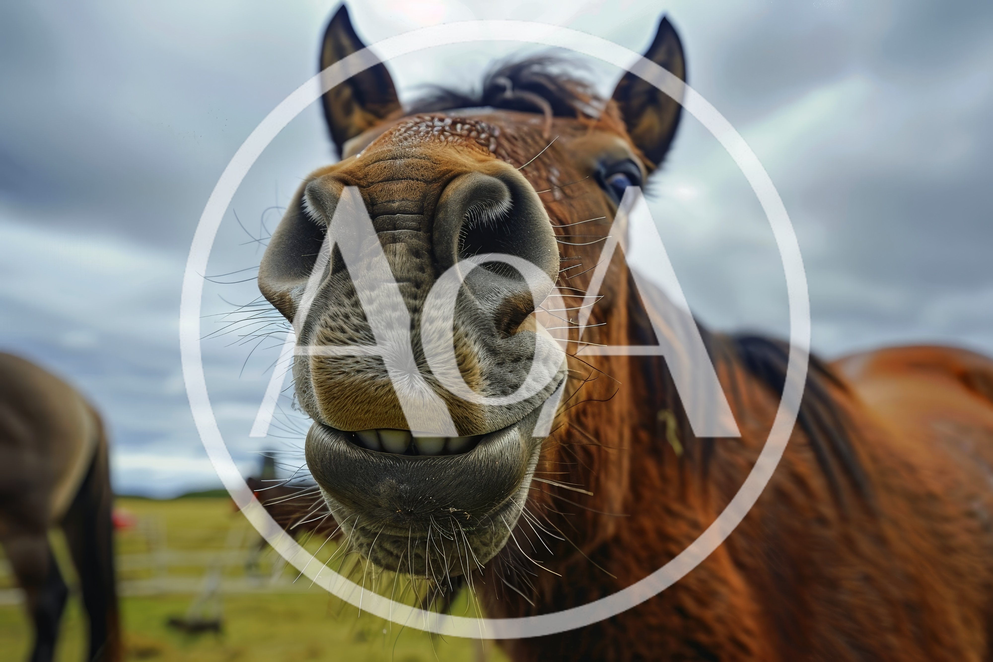 Close Up Portrait Of A Curious Brown Horse