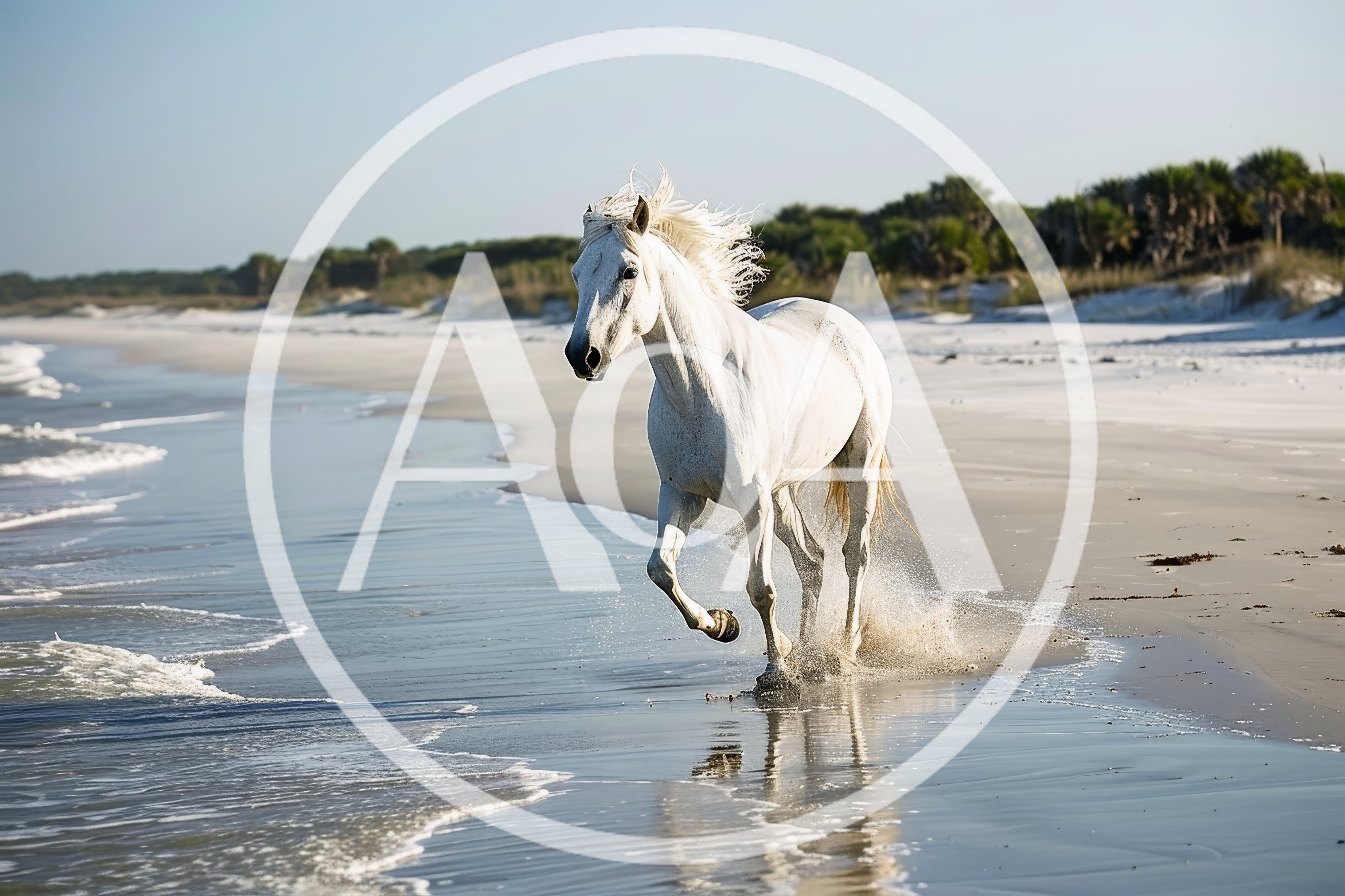White Horse Running Along A Sunny Beach