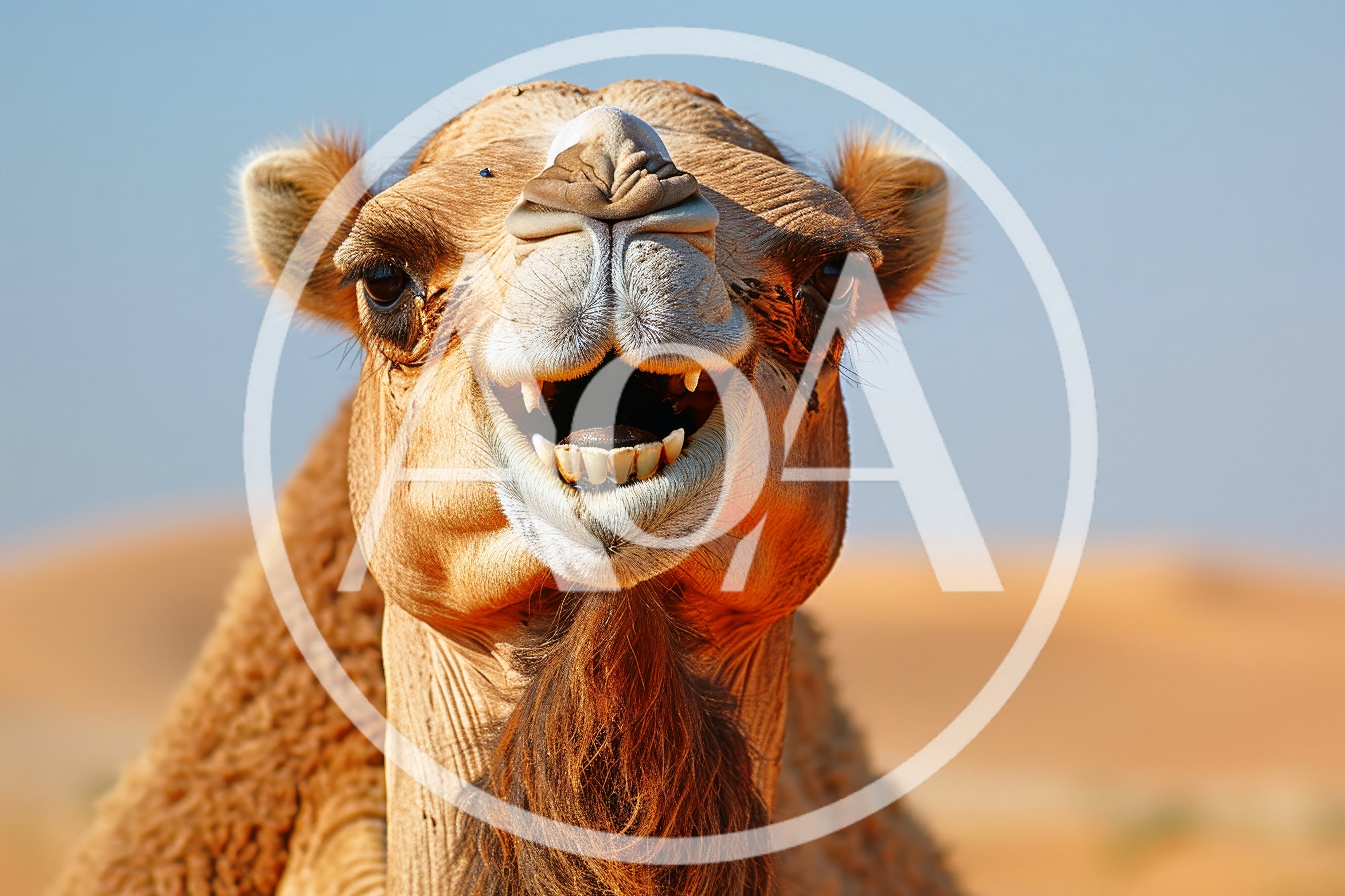 Close Up Portrait Of A Smiling Camel