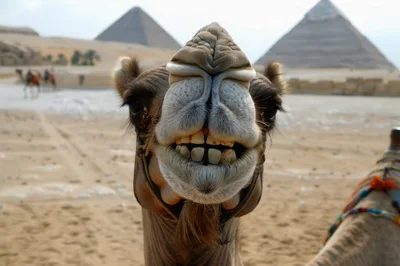 Close Up Portrait Of A Smiling Camel In Egypt